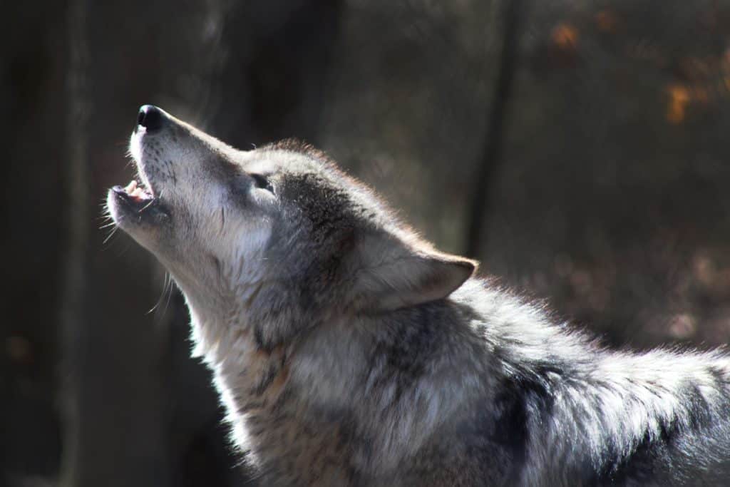 A wolf howling, so ME!
