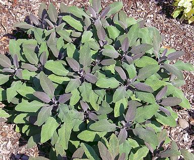 Purple Sage plant