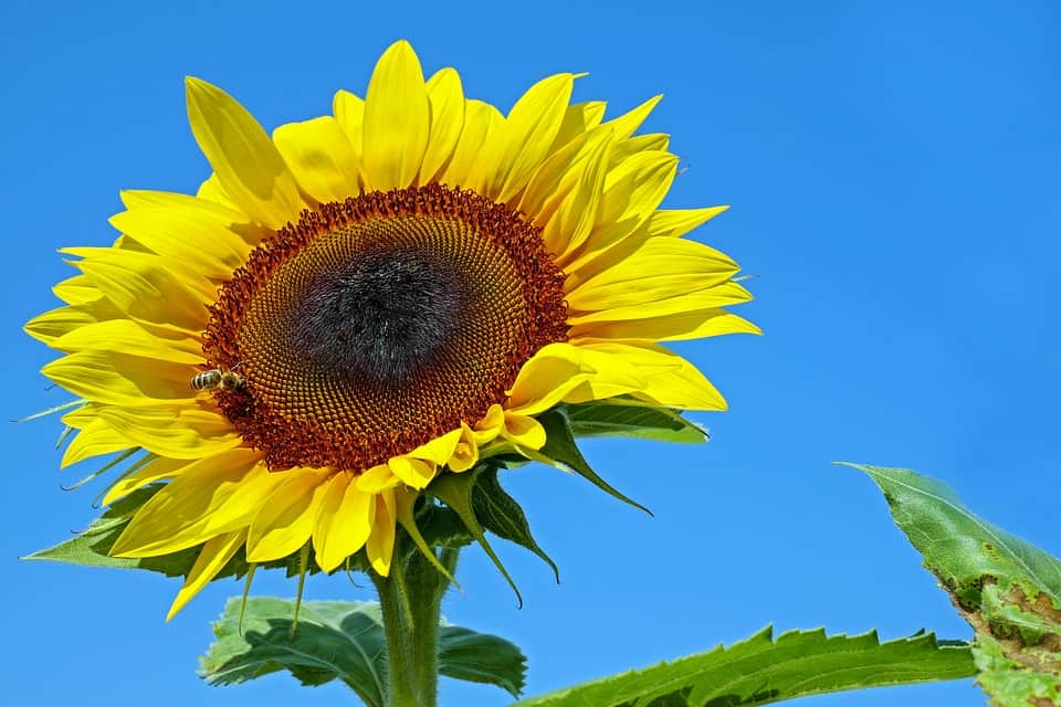 A large sunflower with it's stem visible and a gorgeous blue sky behind it. What wonderful color therapy!